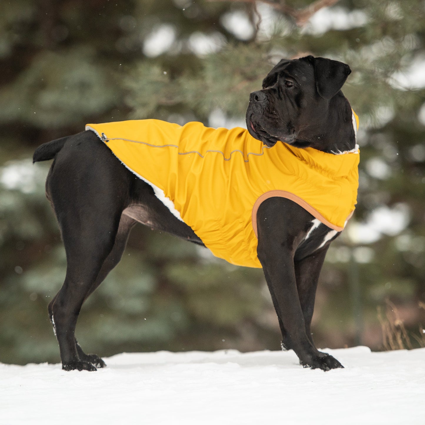 Insulated Classic Yellow Raincoat (Slicker) for Fashionable Dogs
