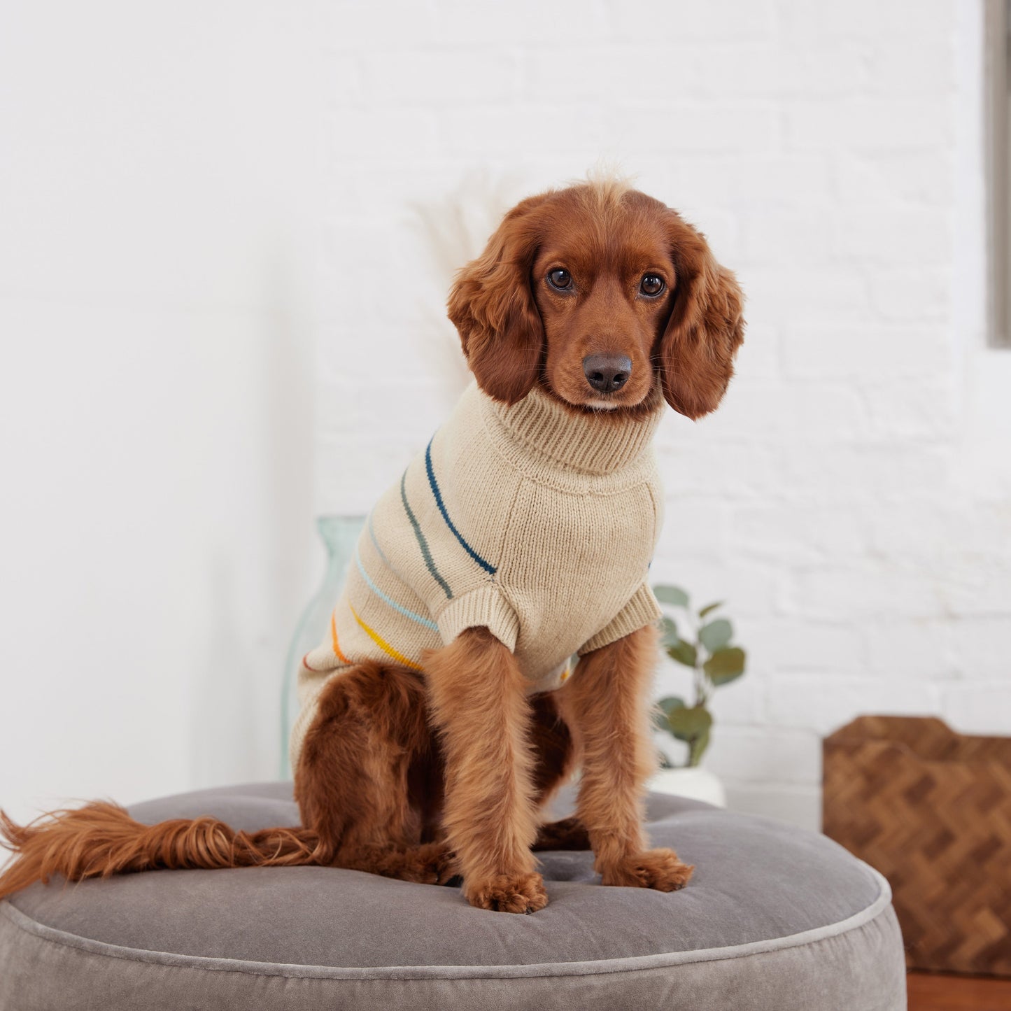 Warm and Cozy Dog Sweater - Multicolor