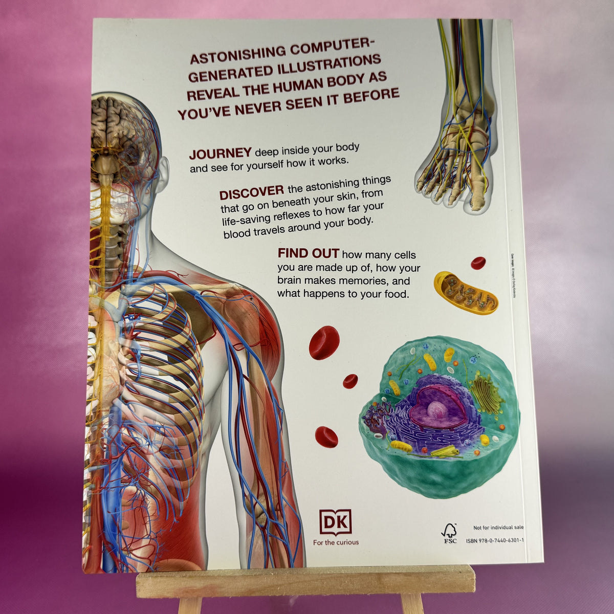 Human Body