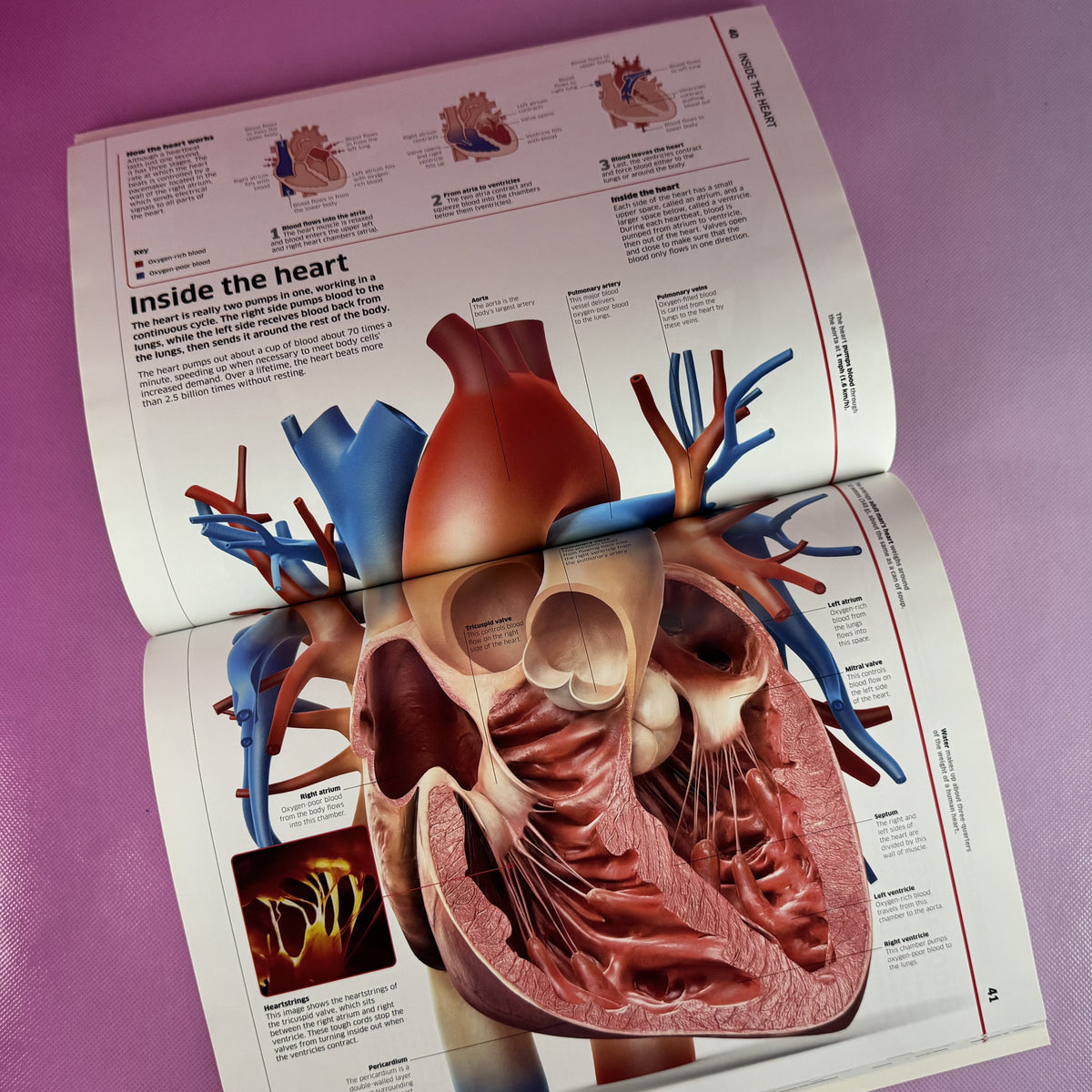 Human Body
