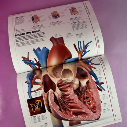 Human Body