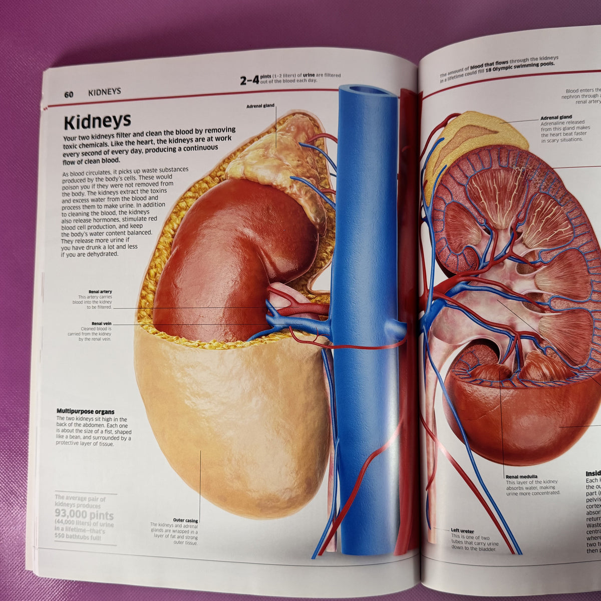 Human Body