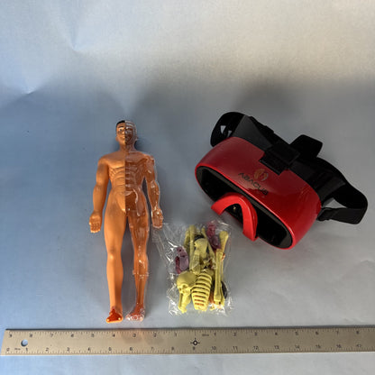 Human Body