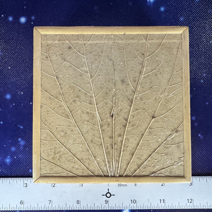 Botanical Leaf Motif Coasters in Lidded Box