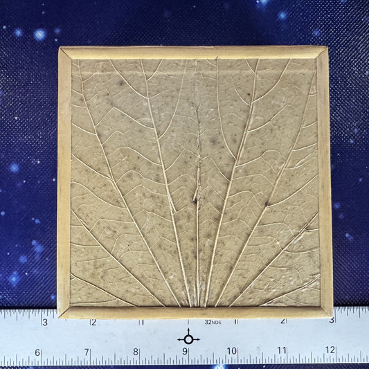 Botanical Leaf Motif Coasters in Lidded Box