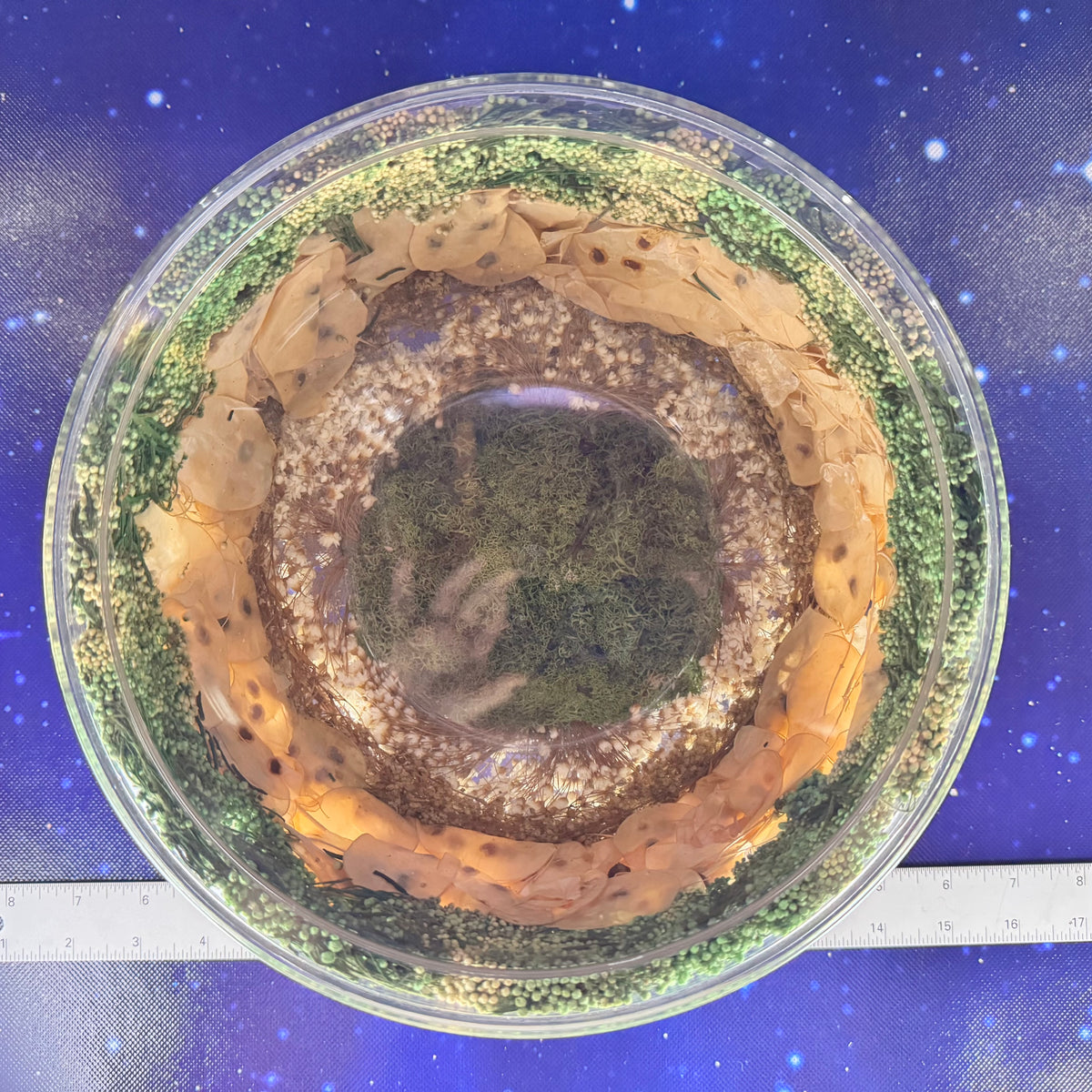 Captured Moss and Botanicals in Lucite Bowl