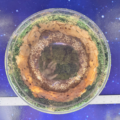 Captured Moss and Botanicals in Lucite Bowl