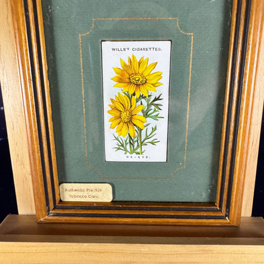 Tiny Botanical in Wooden Frame with Dark Green Matte