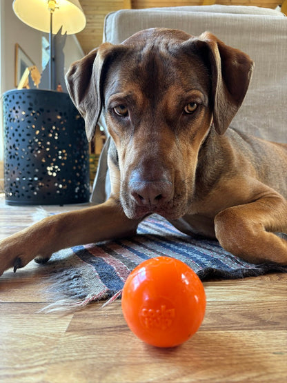 Squeak Ball - Durable Squeaky Dog Toy, Floats, Chew Toy | USA Made